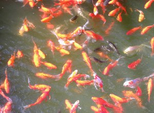 A different kettle (Photo by Tseen Khoo)