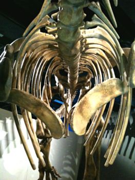 Prime rib (Photo by Tseen Khoo)