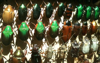 Rank and file (Photo by Tseen Khoo)