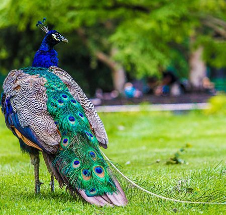 Peacock | www.flickr.com/photos/crazycrash | Distributed by creativecommons.org/licenses/by-nc-nd/2.0