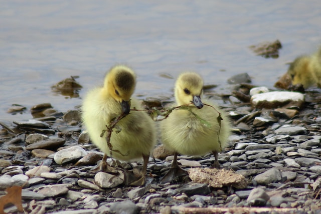 Two ducklings working together to carry a thin bit of weed. 