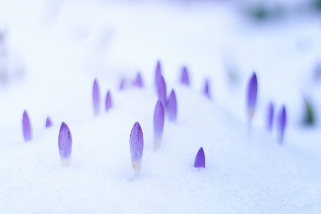 Purple flower buds pushing up through the snow. 