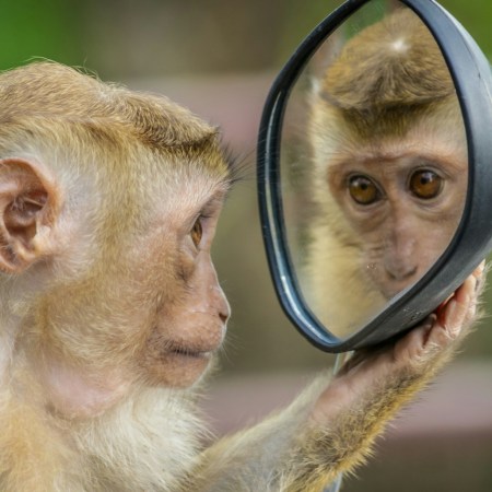 Small monkey looking at themselves in a handheld mirror.