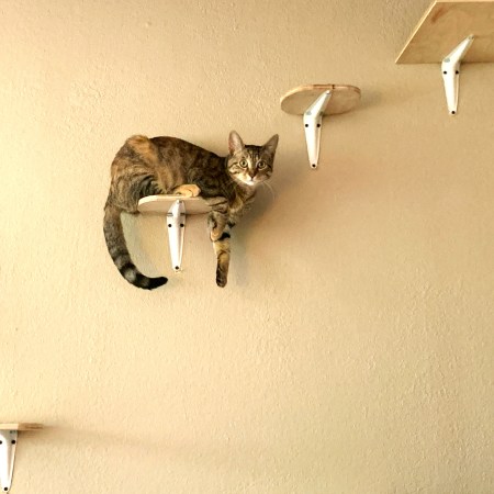 A tabby cat lounges on a small wall-mounted platform, with several platforms above and below on the wall. The cat's platform looks about halfway up the cream coloured wall. The image conveys the idea of 'moving up', akin to common understandings around leadership.