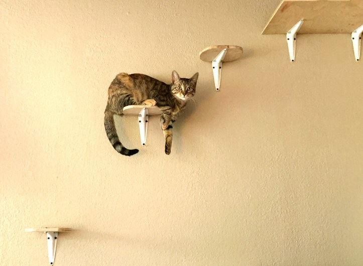 A tabby cat lounges on a small wall-mounted platform, with several platforms above and below on the wall. The cat's platform looks about halfway up the cream coloured wall. The image conveys the idea of 'moving up', akin to common understandings around leadership.