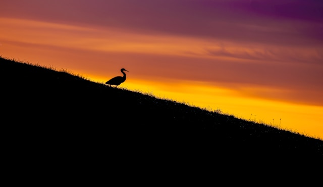 Bird on a hill at sunset. 
